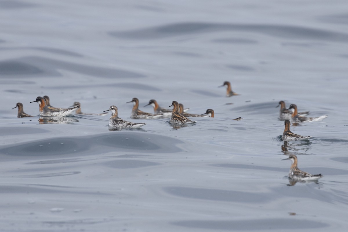 Red-necked Phalarope - Ted Keyel