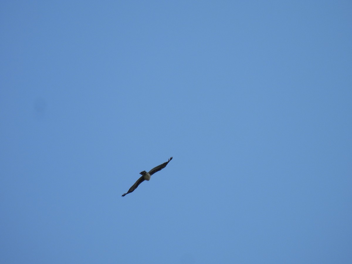 Gray-headed Kite - Leandro Niebles Puello