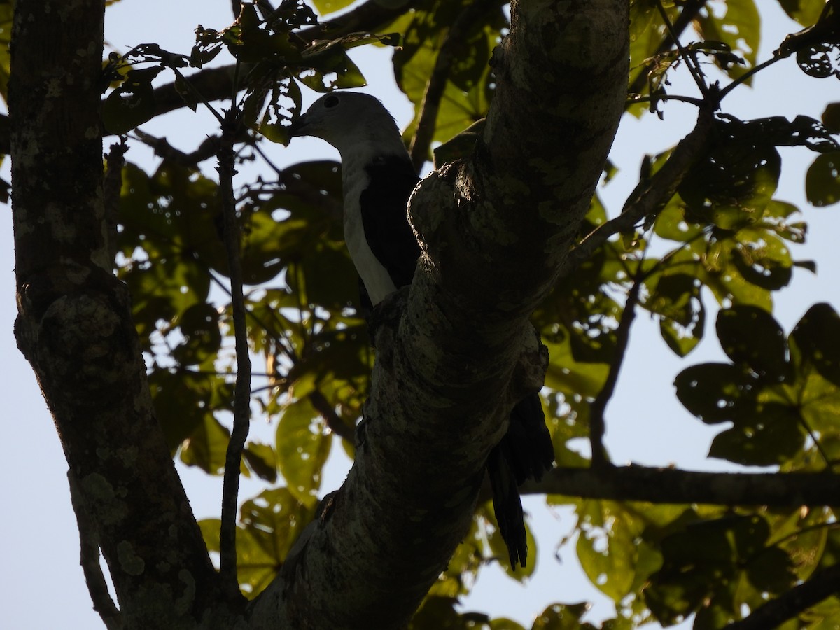 Gray-headed Kite - ML619600950