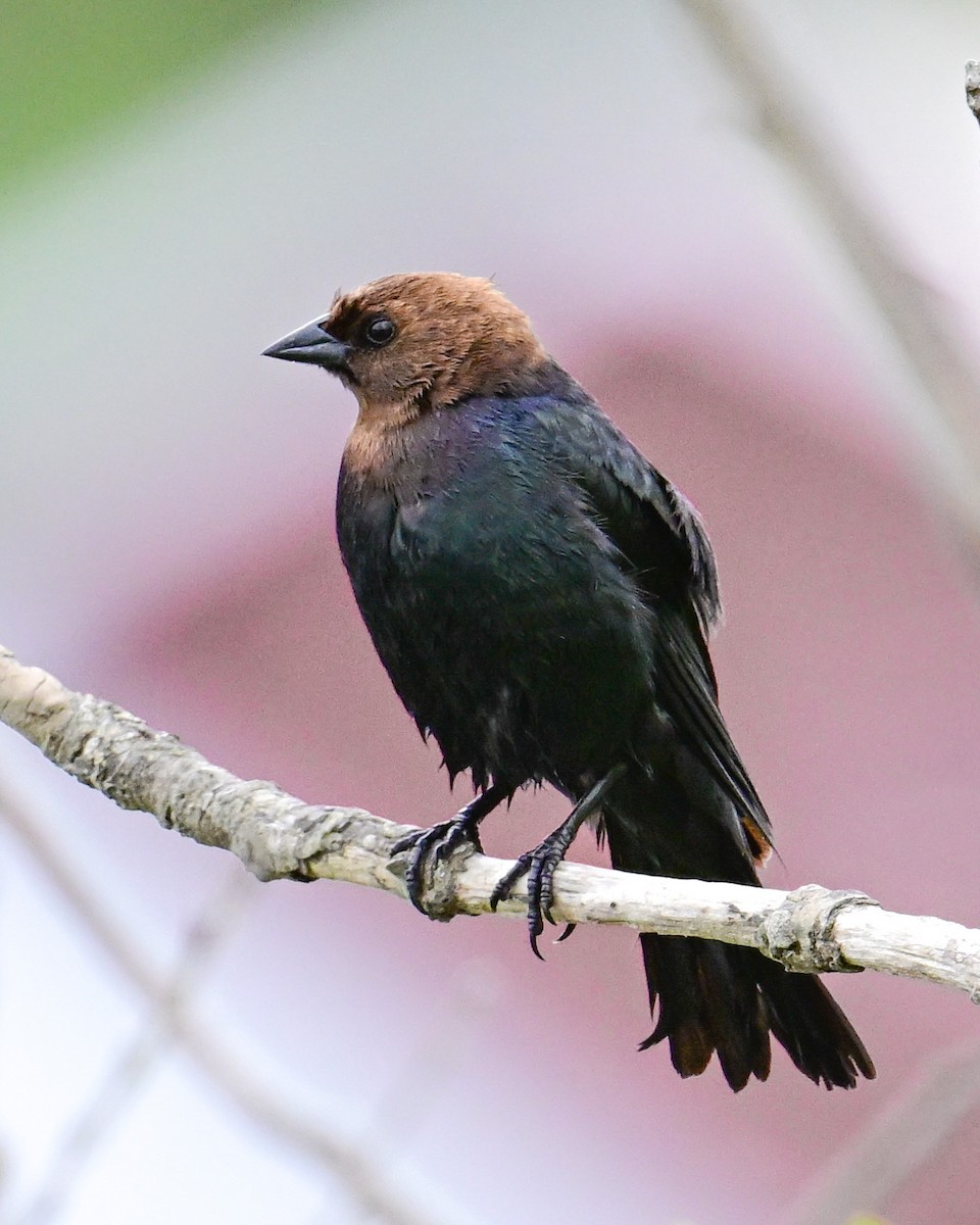 Brown-headed Cowbird - Alfred Bowles