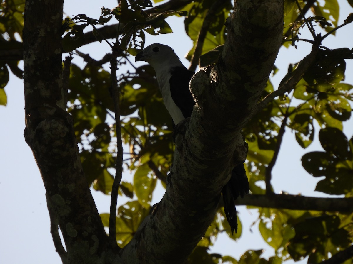 Gray-headed Kite - ML619600952