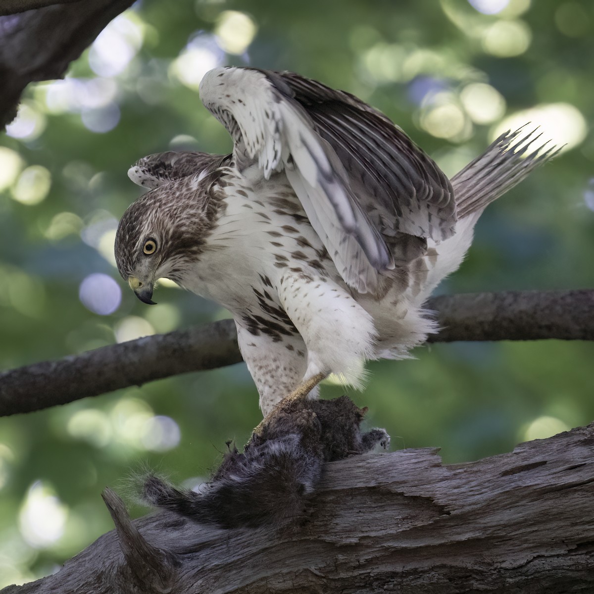 Red-tailed Hawk - Kara Zanni