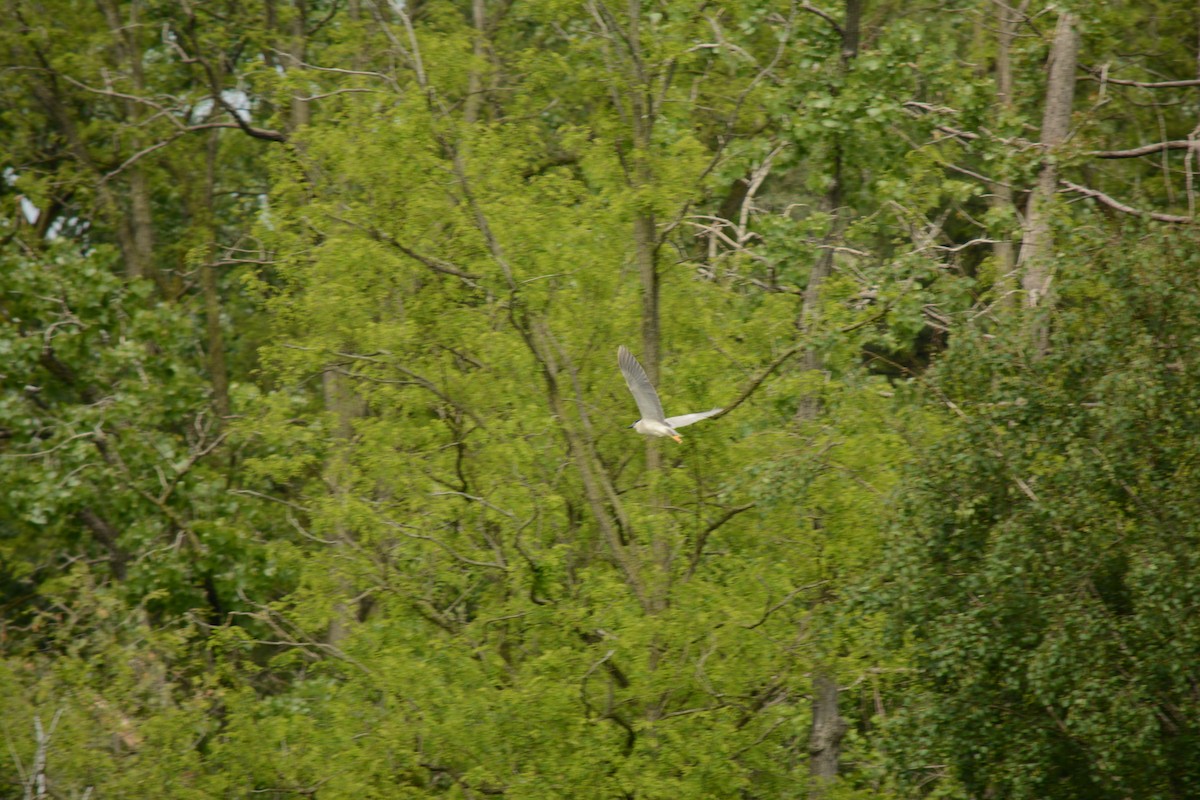 Black-crowned Night Heron - Brinda Datla