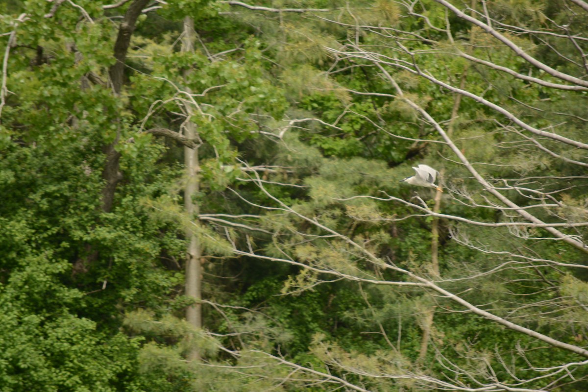 Black-crowned Night Heron - Brinda Datla