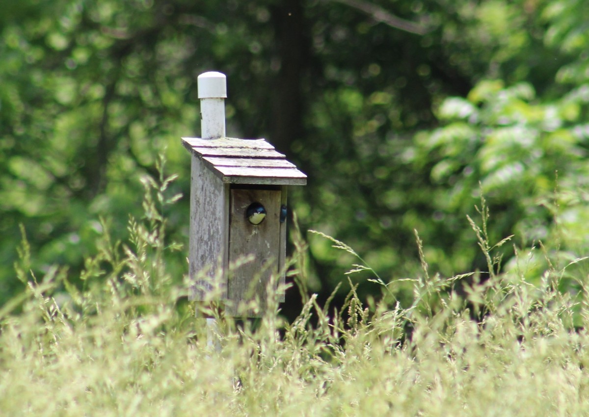 Tree Swallow - ML619600958