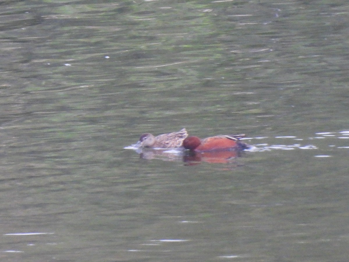 Cinnamon Teal - Kiandra Mitchell