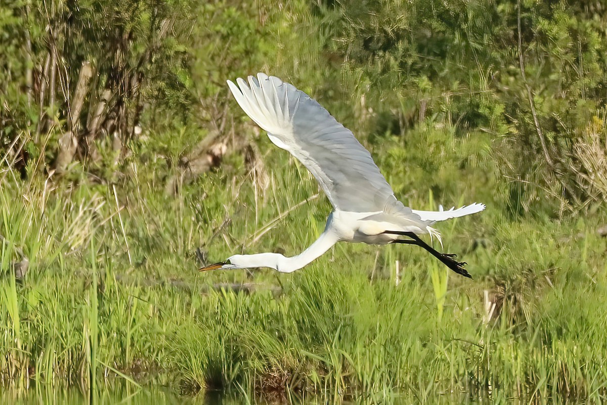 Great Egret - Jane Smith