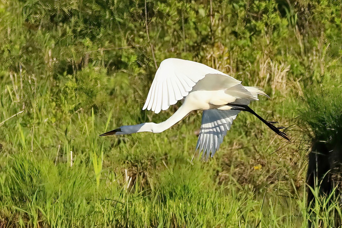 Great Egret - Jane Smith