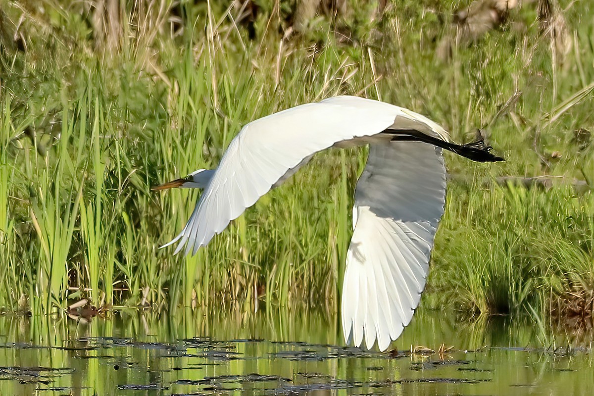 Great Egret - Jane Smith