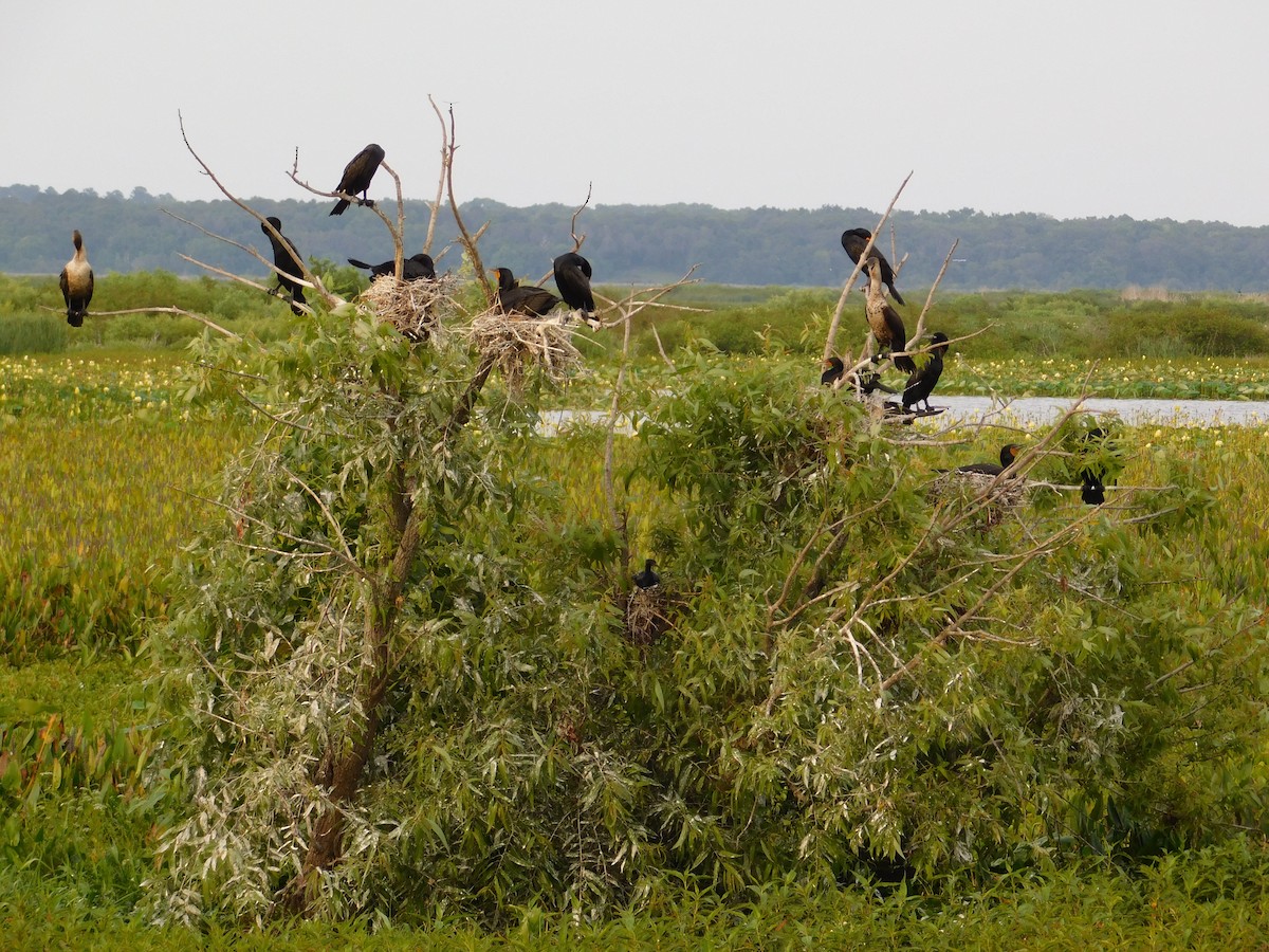 Double-crested Cormorant - ML619600980