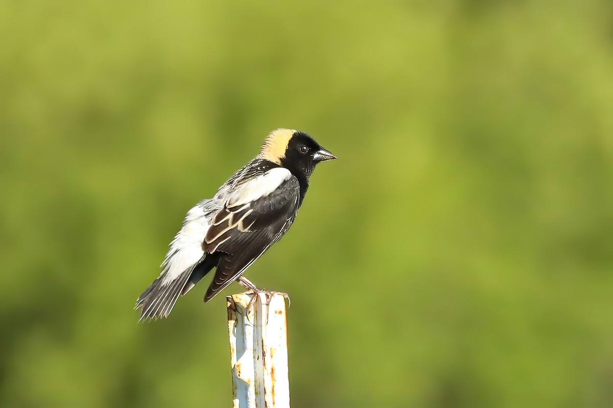 Bobolink - ML619600985