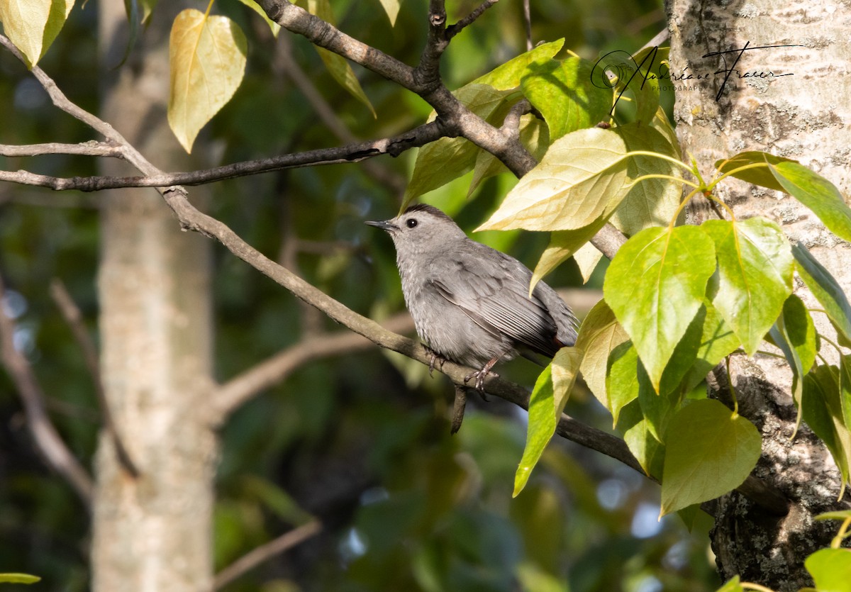 Gray Catbird - ML619600987