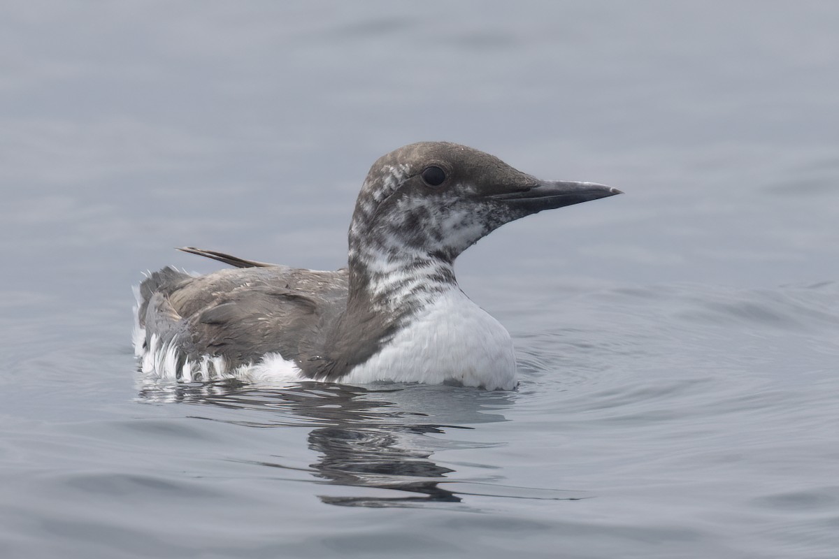 Common Murre - Ted Keyel