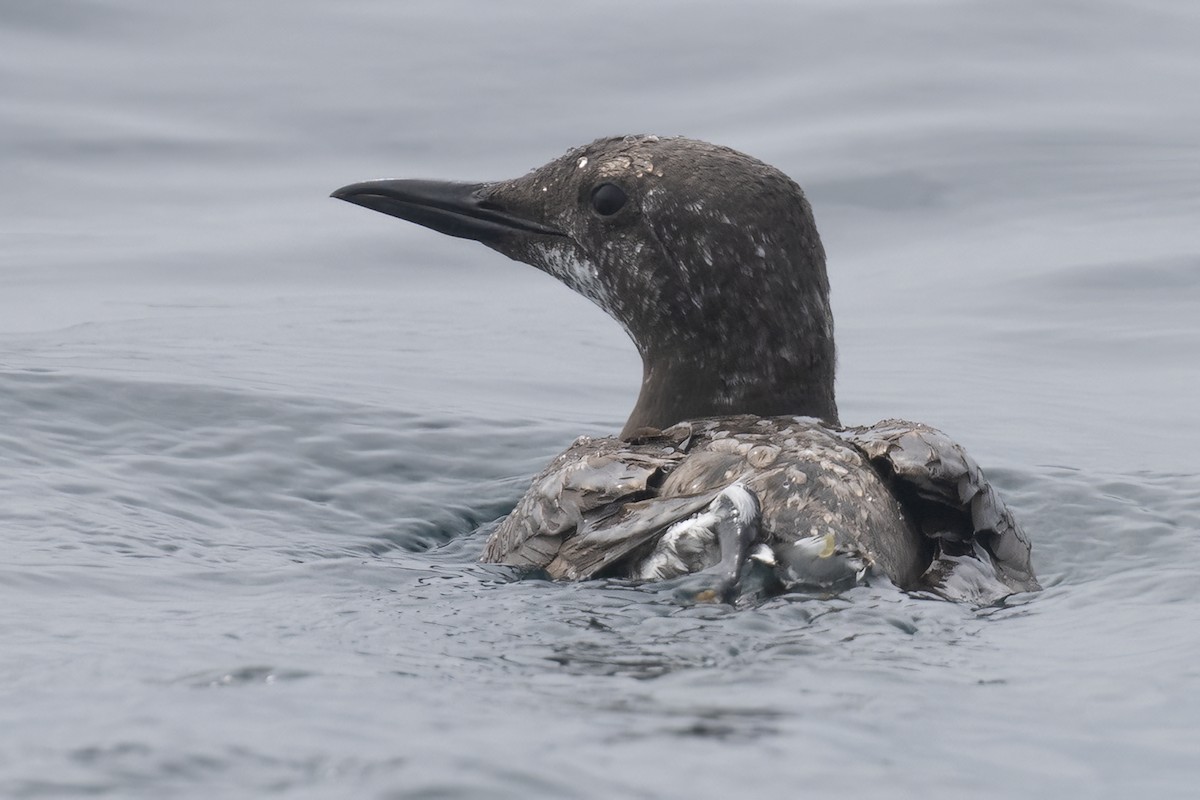Common Murre - Ted Keyel
