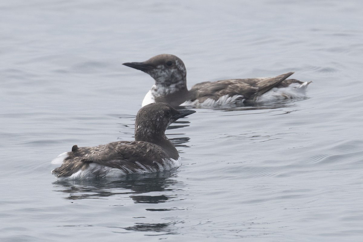 Common Murre - Ted Keyel