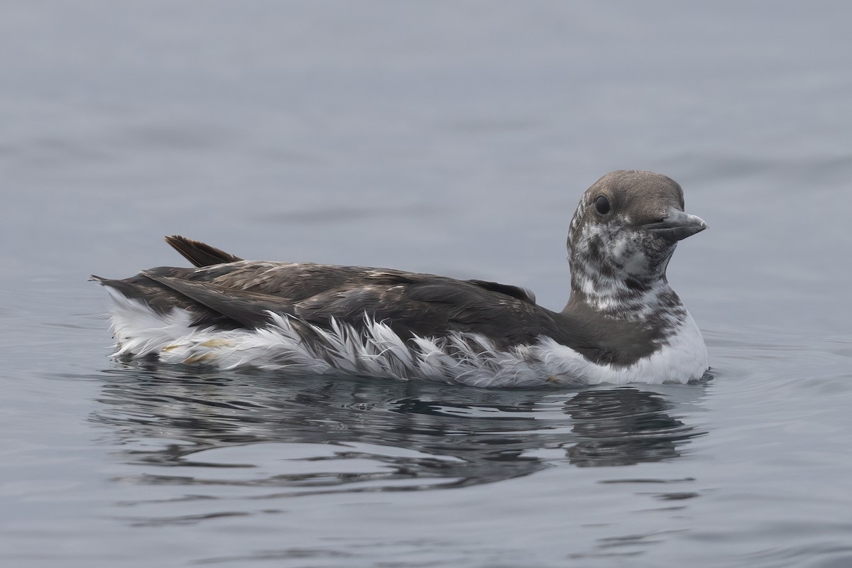 Common Murre - Ted Keyel