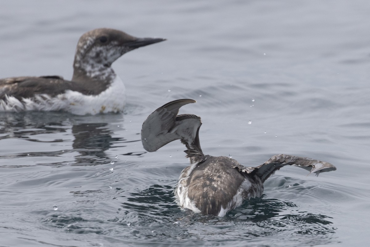 Common Murre - Ted Keyel