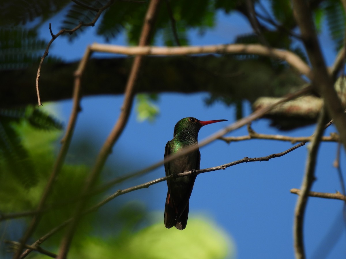 Rufous-tailed Hummingbird - Leandro Niebles Puello