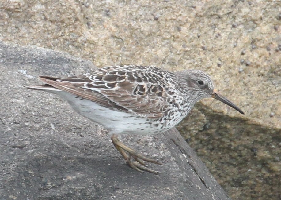 Purple Sandpiper - ML619601018