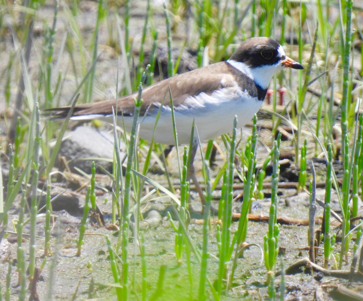 Semipalmated Plover - Sue Bernstein