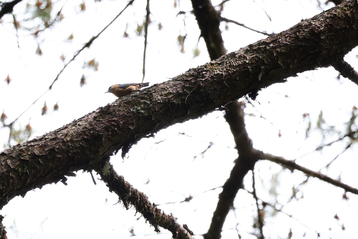 Eurasian Nuthatch (Chinese) - ML619601025