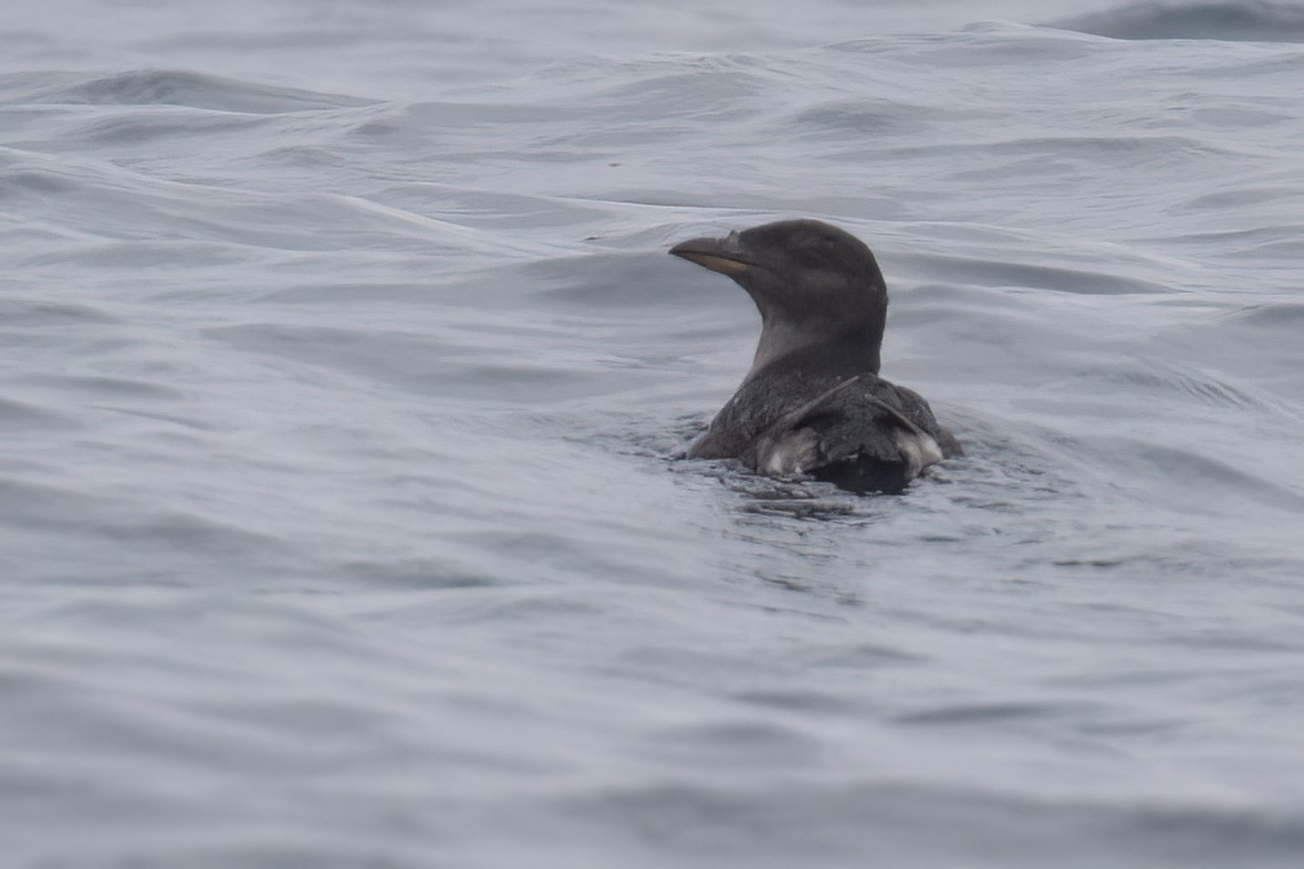 Rhinoceros Auklet - ML619601026