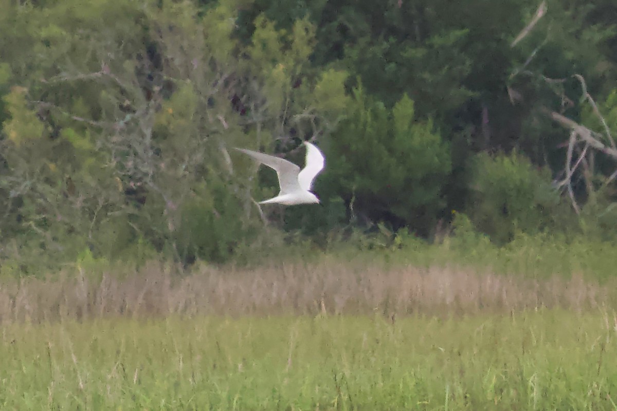 Gull-billed Tern - Tibbett Speer