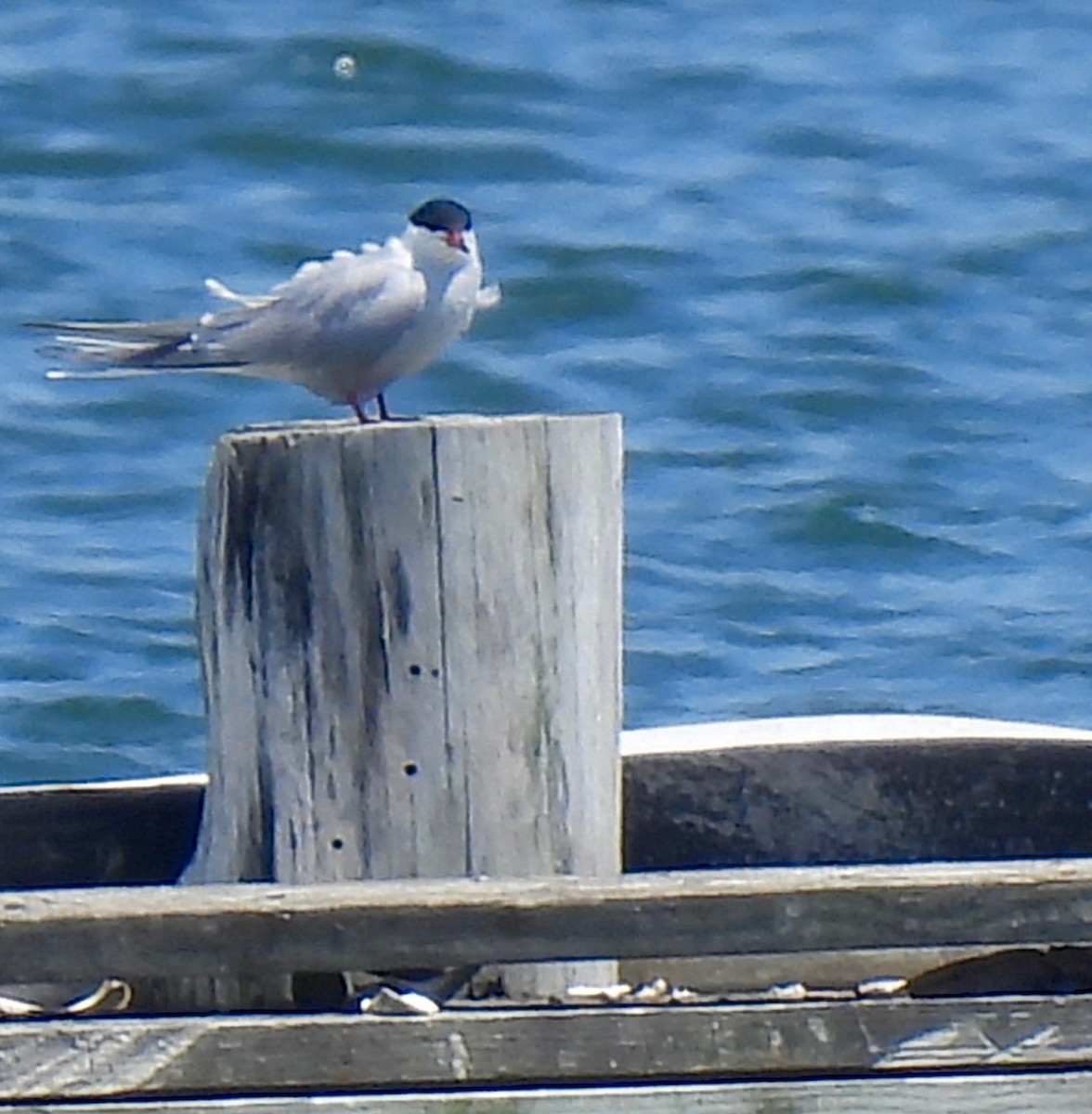 Common Tern - Sue Bernstein