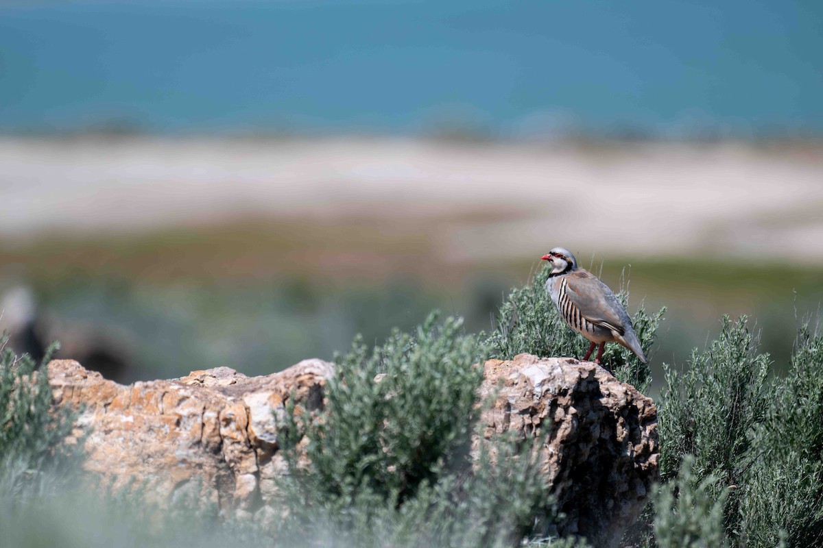 Chukar - Kevin Talbert