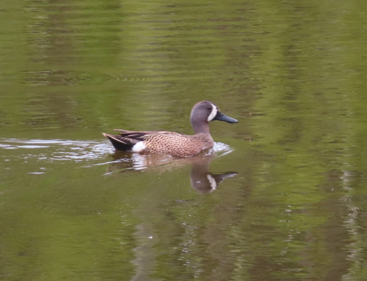 Blue-winged Teal - Violet Kosack