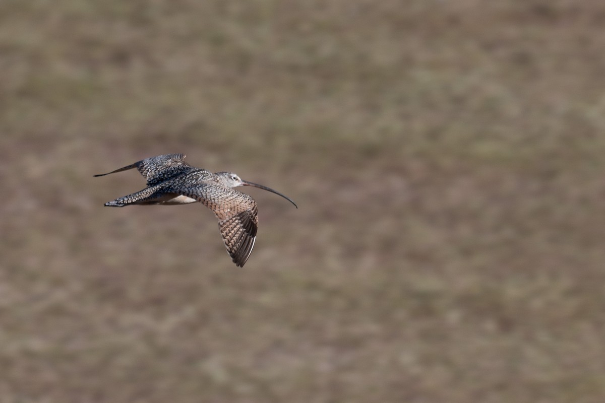 Long-billed Curlew - Kevin Talbert