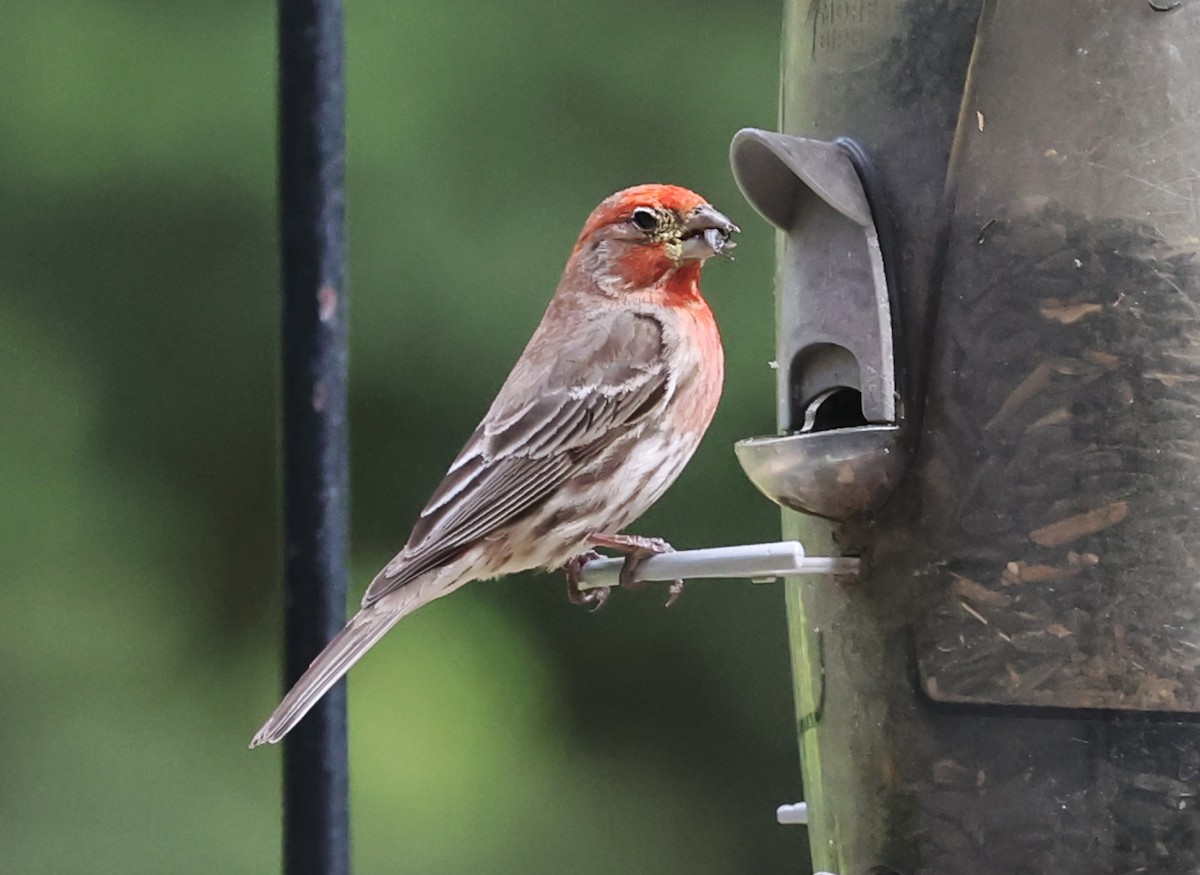 House Finch - Ritch Pope