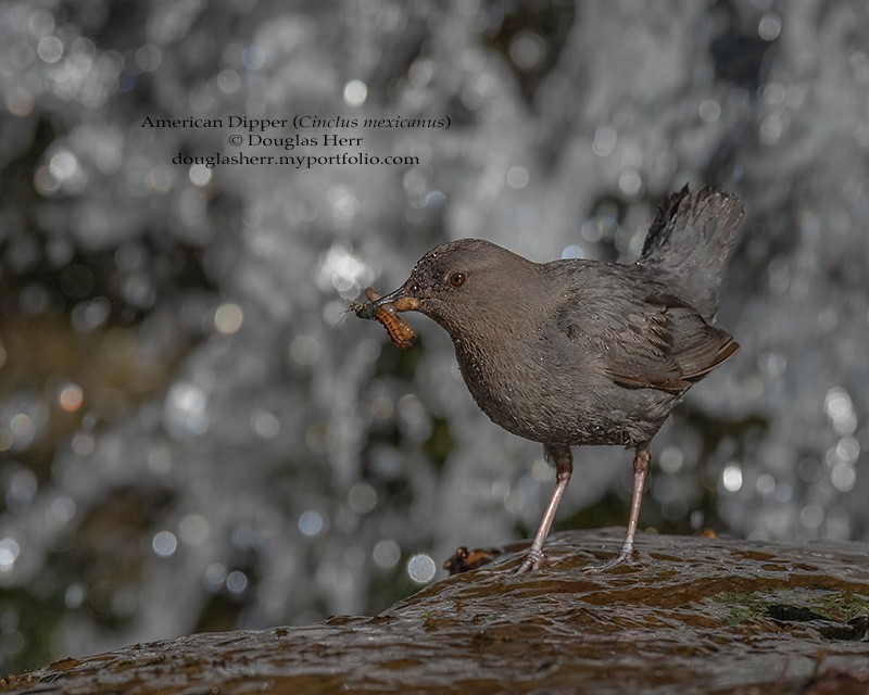 American Dipper - ML619601046