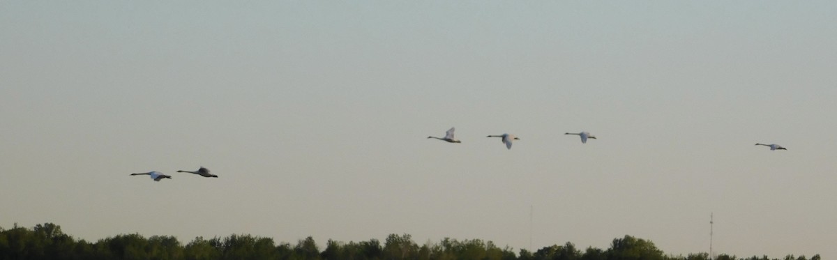 Trumpeter Swan - Rob Pendergast