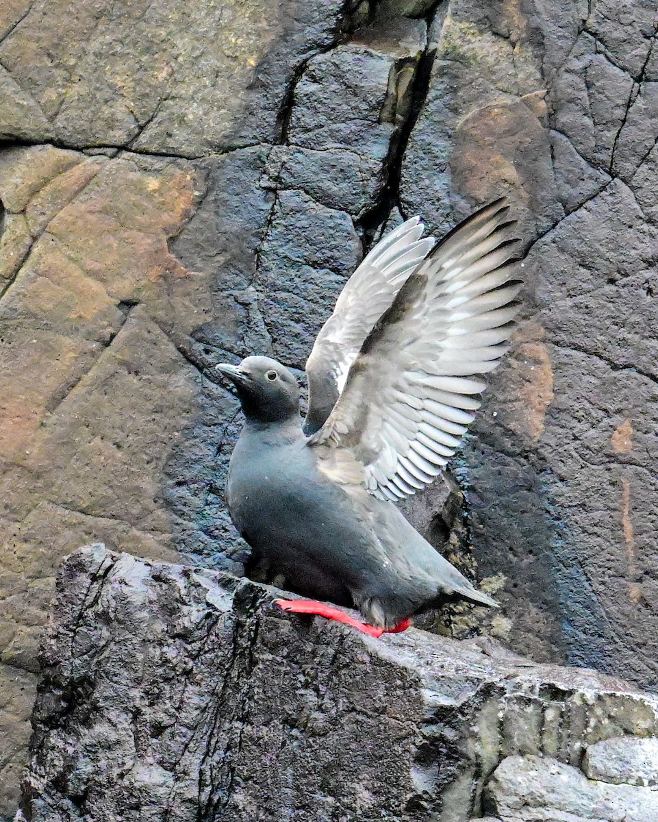 Pigeon Guillemot - Alfred Bowles