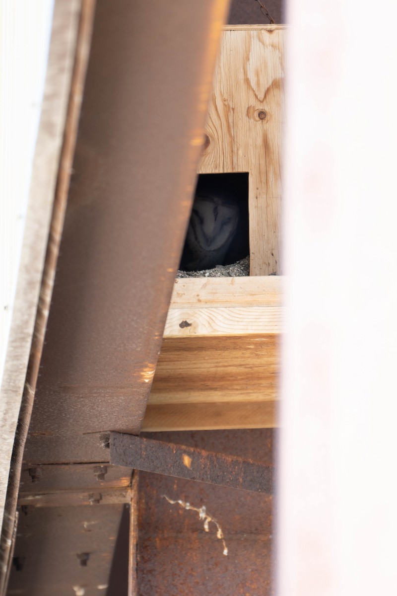 Barn Owl - Kevin Talbert