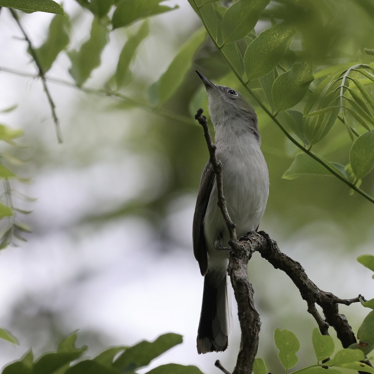 Blue-gray Gnatcatcher - Michael Burkhart