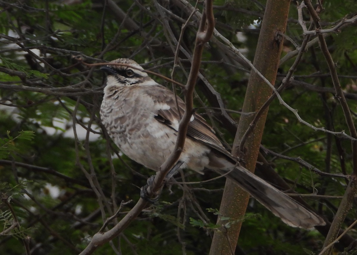 Long-tailed Mockingbird - Luis Enrique Pollack Velásquez