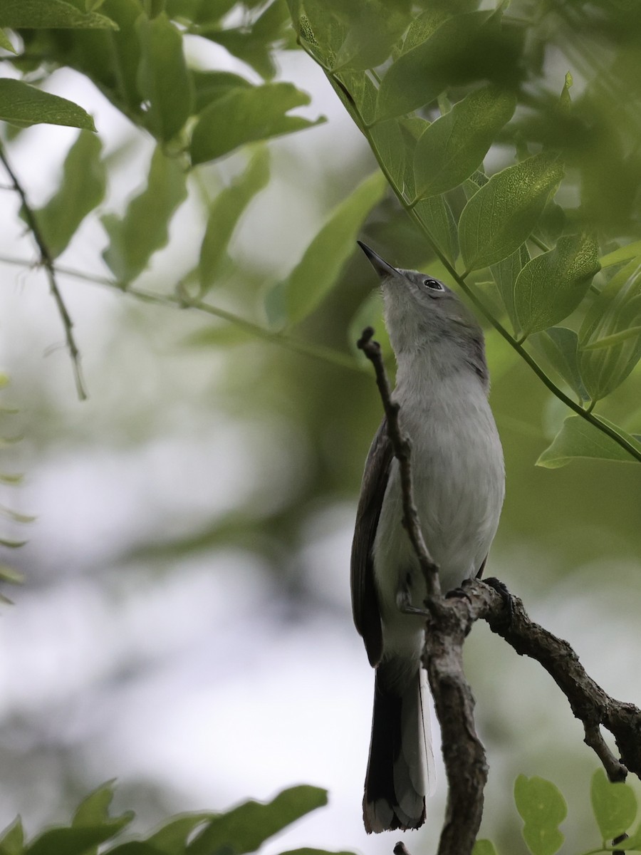 Blue-gray Gnatcatcher - Michael Burkhart