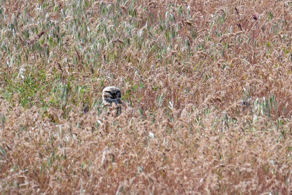 Burrowing Owl - Kevin Talbert