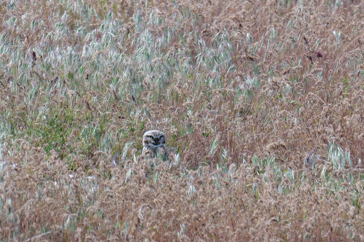 Burrowing Owl - Kevin Talbert