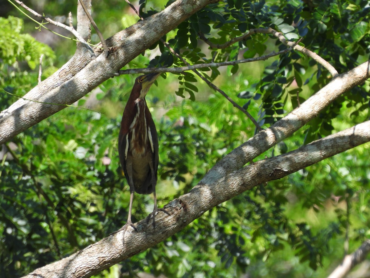 Rufescent Tiger-Heron - Leandro Niebles Puello