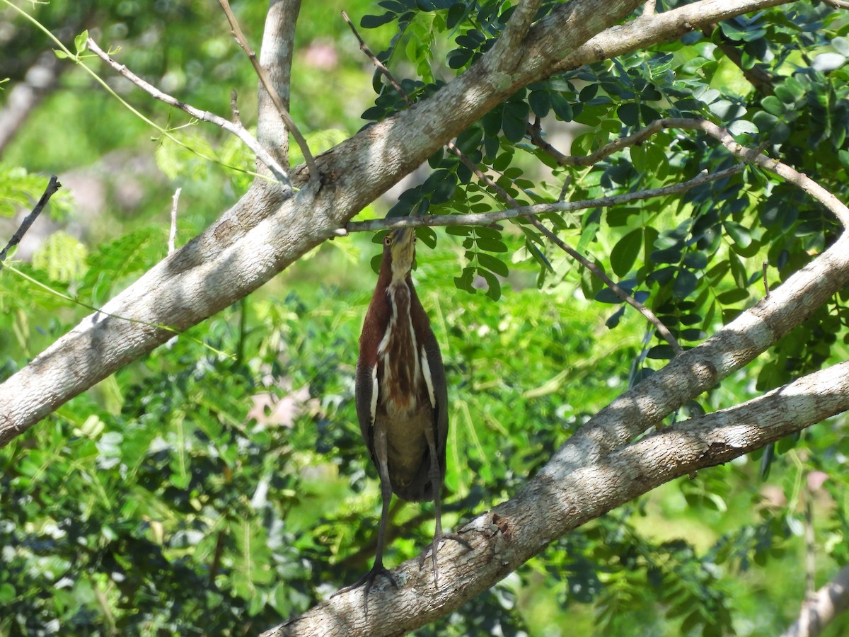 Rufescent Tiger-Heron - Leandro Niebles Puello