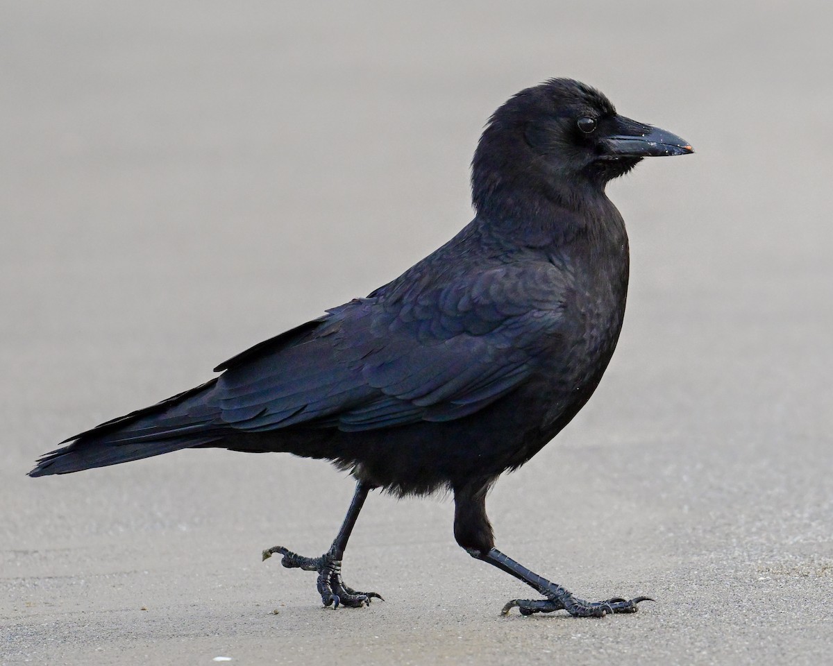 American Crow - Alfred Bowles