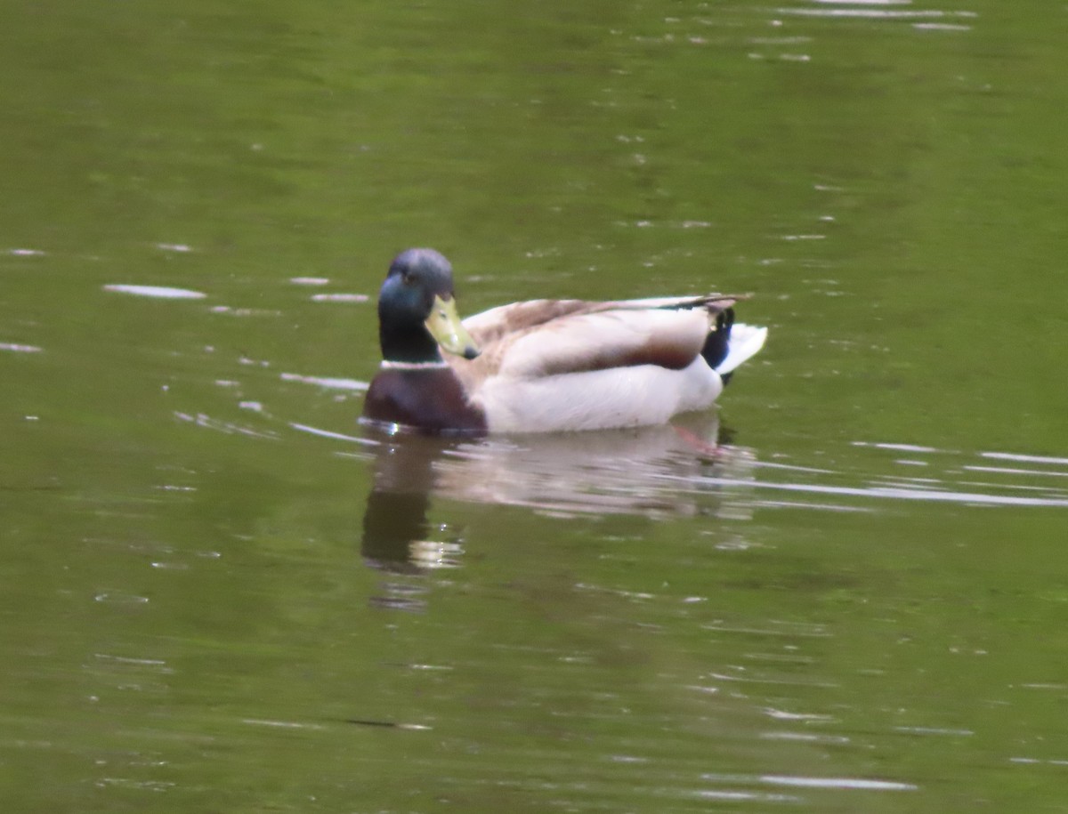 Mallard - Violet Kosack