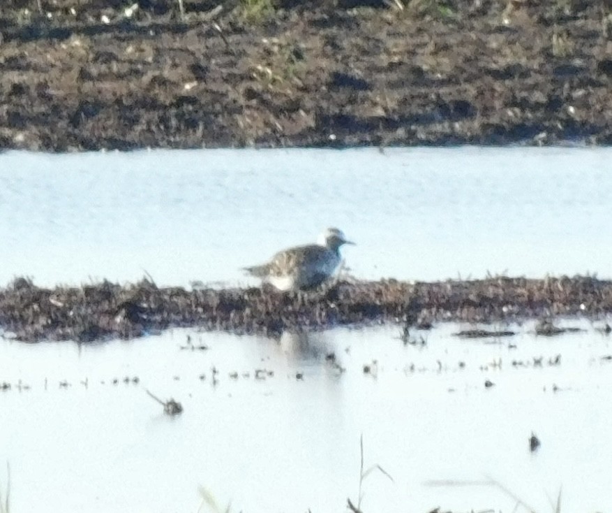 Black-bellied Plover - Rob Pendergast