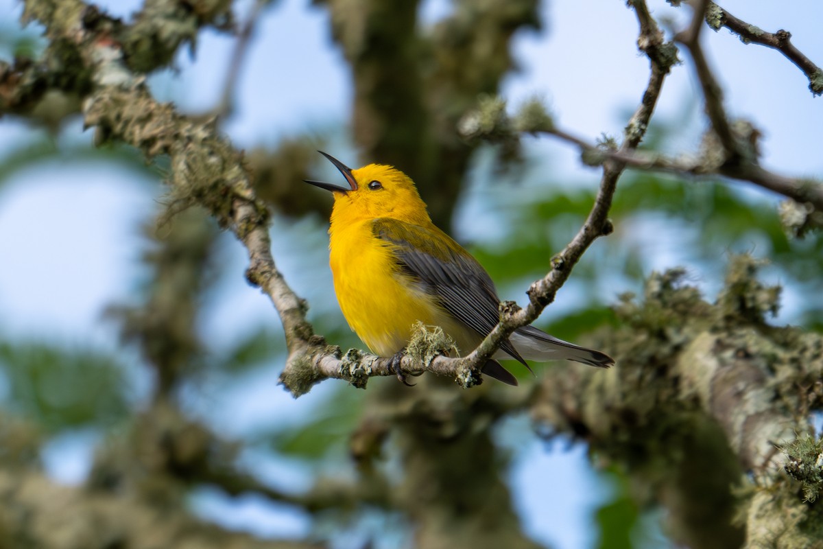 Prothonotary Warbler - Brent Atkinson
