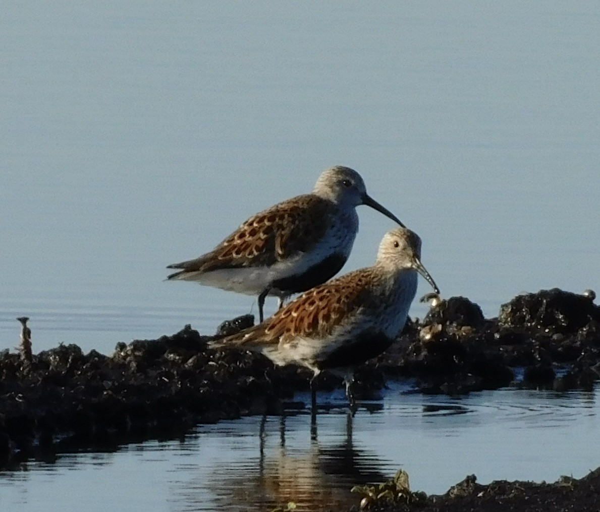 Dunlin - ML619601083