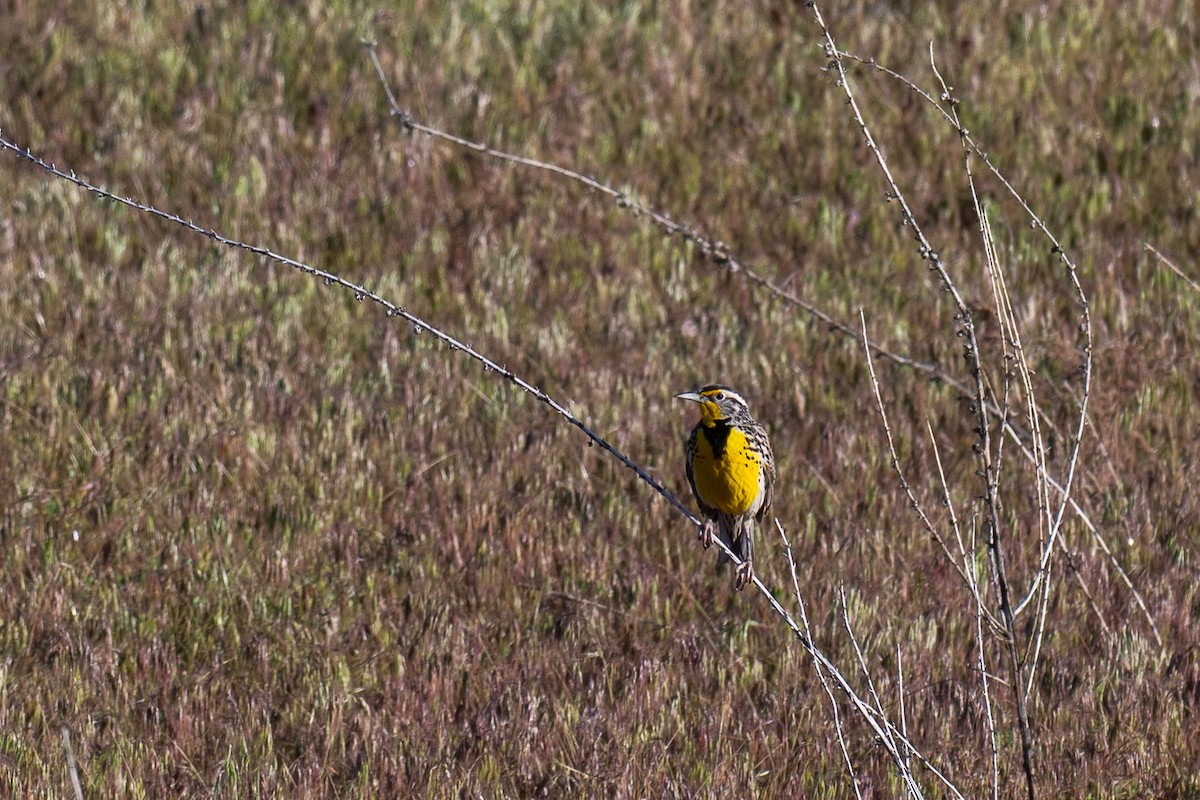 Western Meadowlark - Kevin Talbert