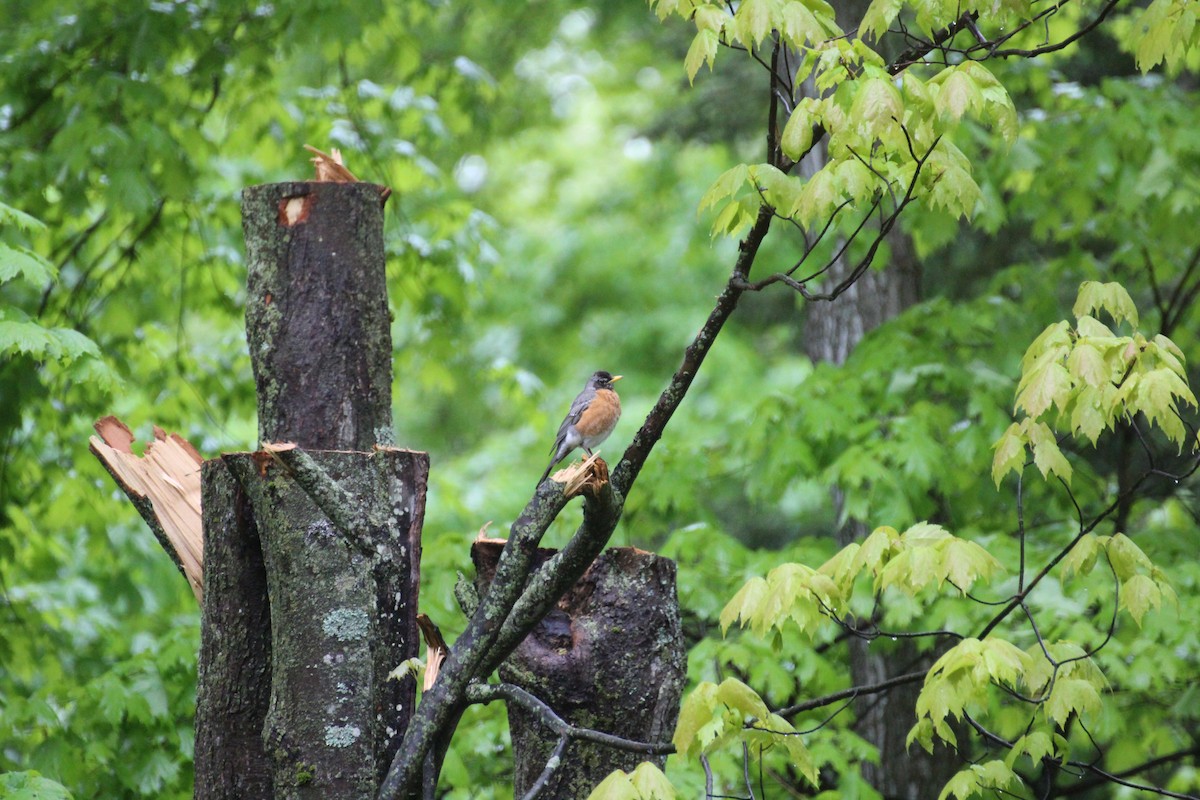 American Robin - Bob Tulloch